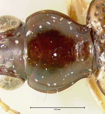 Media type: image;   Entomology 33063 Aspect: pronotum dorsal